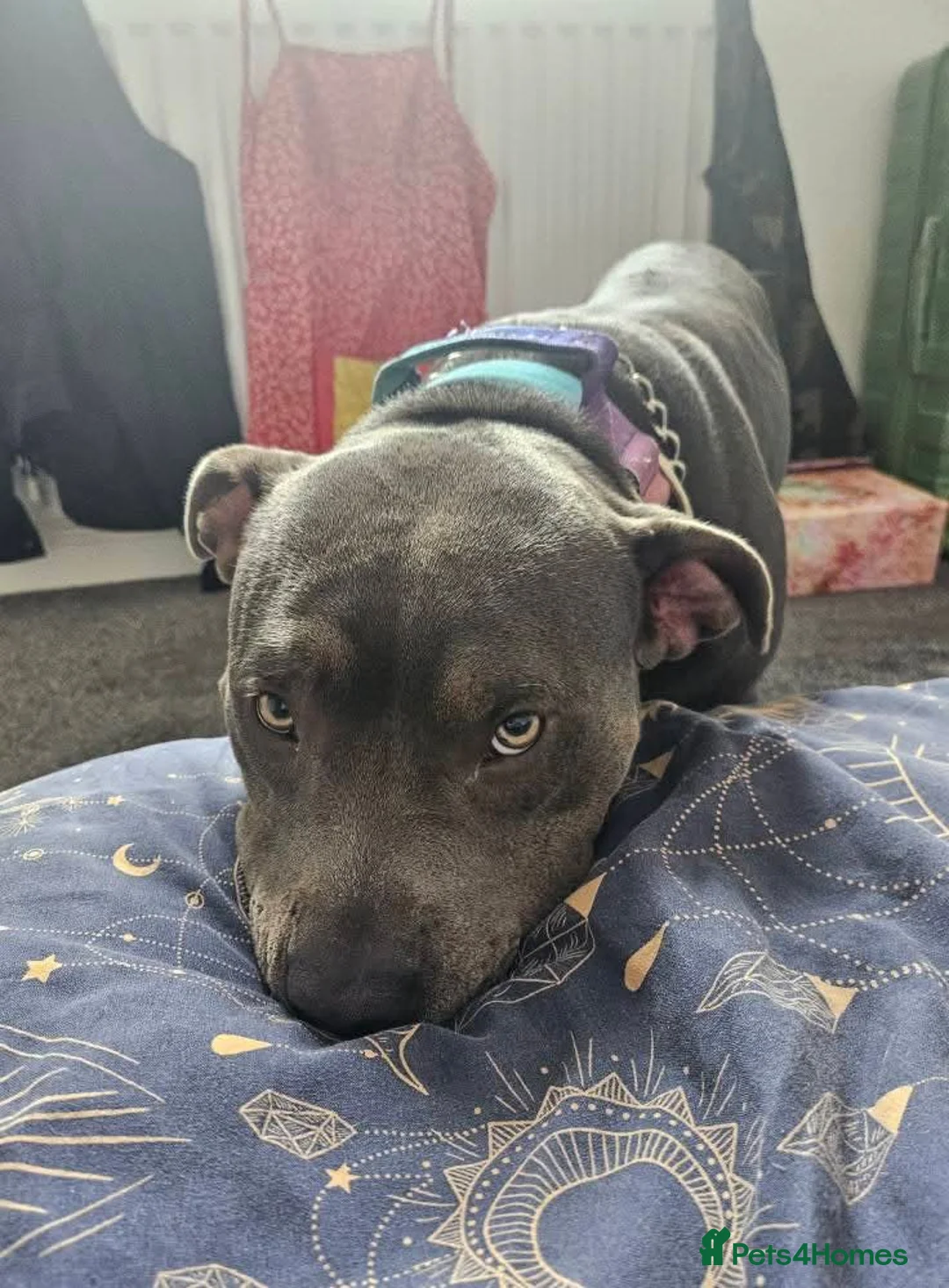 American Bully dogs for sale: Bonded pair of bullies - Advert 6