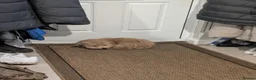 Cavapoo dogs for sale: Teddy, 1yr Cavapoo, male in Yeovil - Advert 8