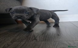 Staffordshire Bull Terrier dogs for sale: Kc Blue staffordshire bull terrier puppies - Image 6