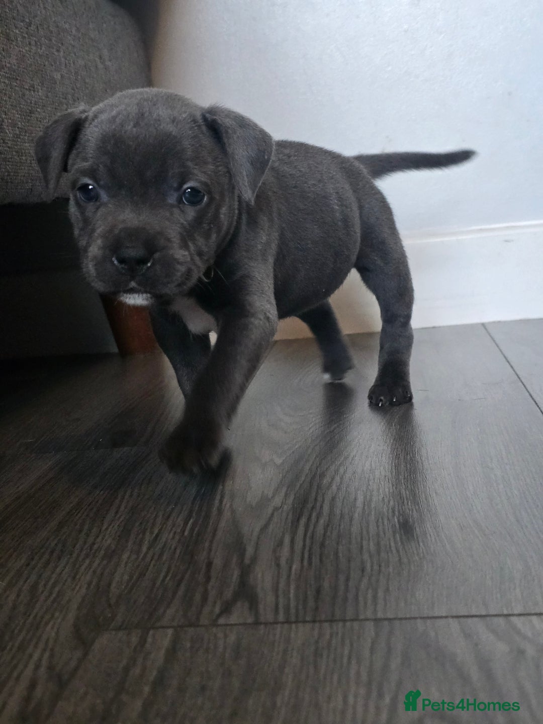 Staffordshire Bull Terrier dogs for sale: Kc Blue staffordshire bull terrier puppies - Image 6