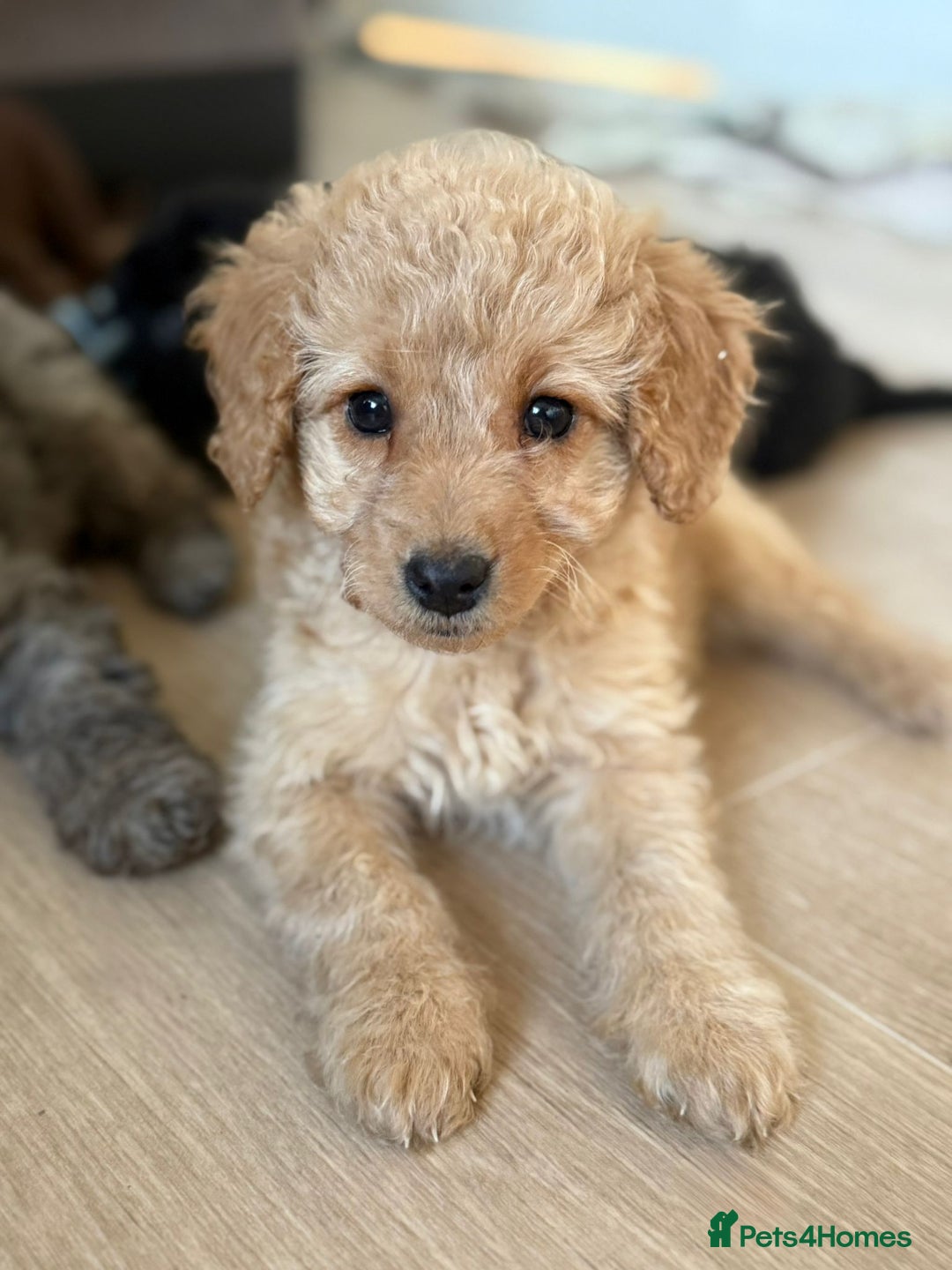 Labradoodle dogs for sale: READY NOW🧸Micro Miniature Teddybear Labradoodles  - Advert 9