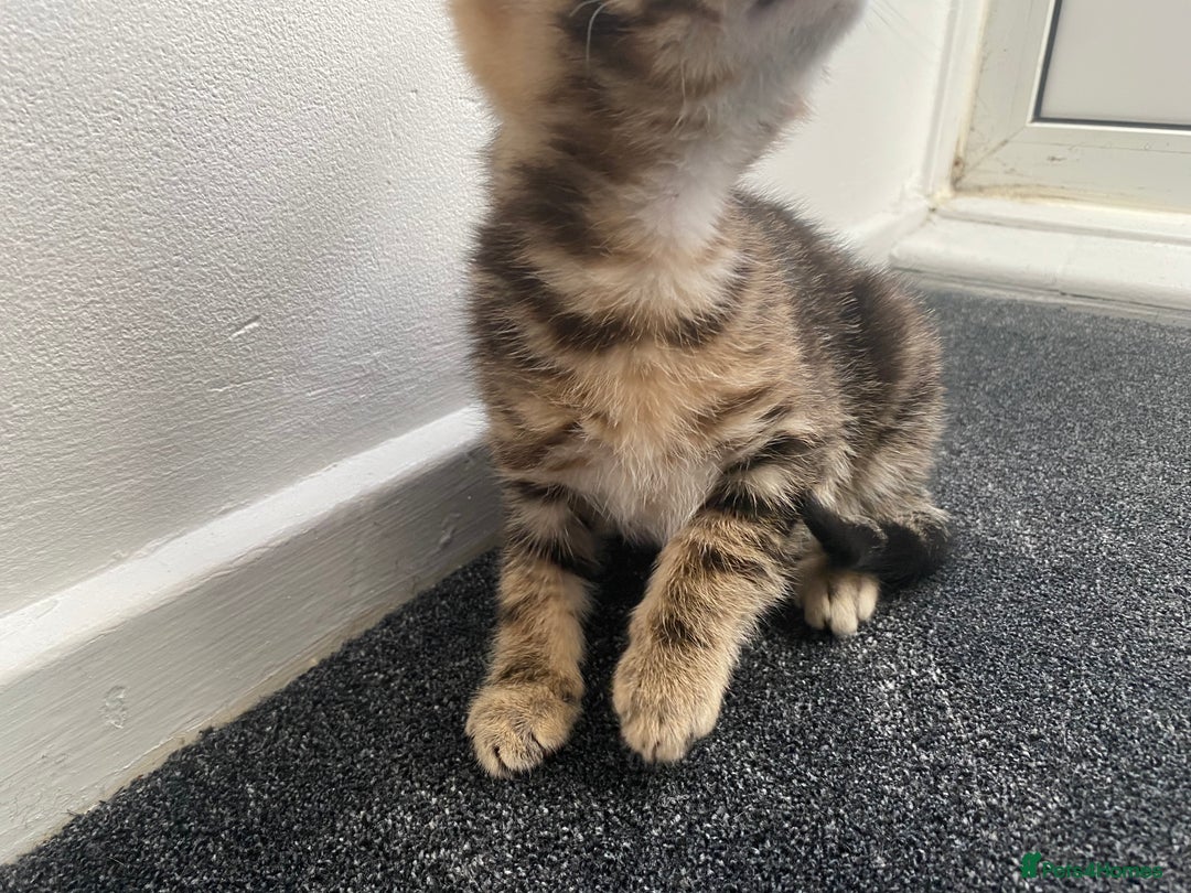 Mixed Breed cats for sale: Cute fluffy kitten ready for new home - Advert 8