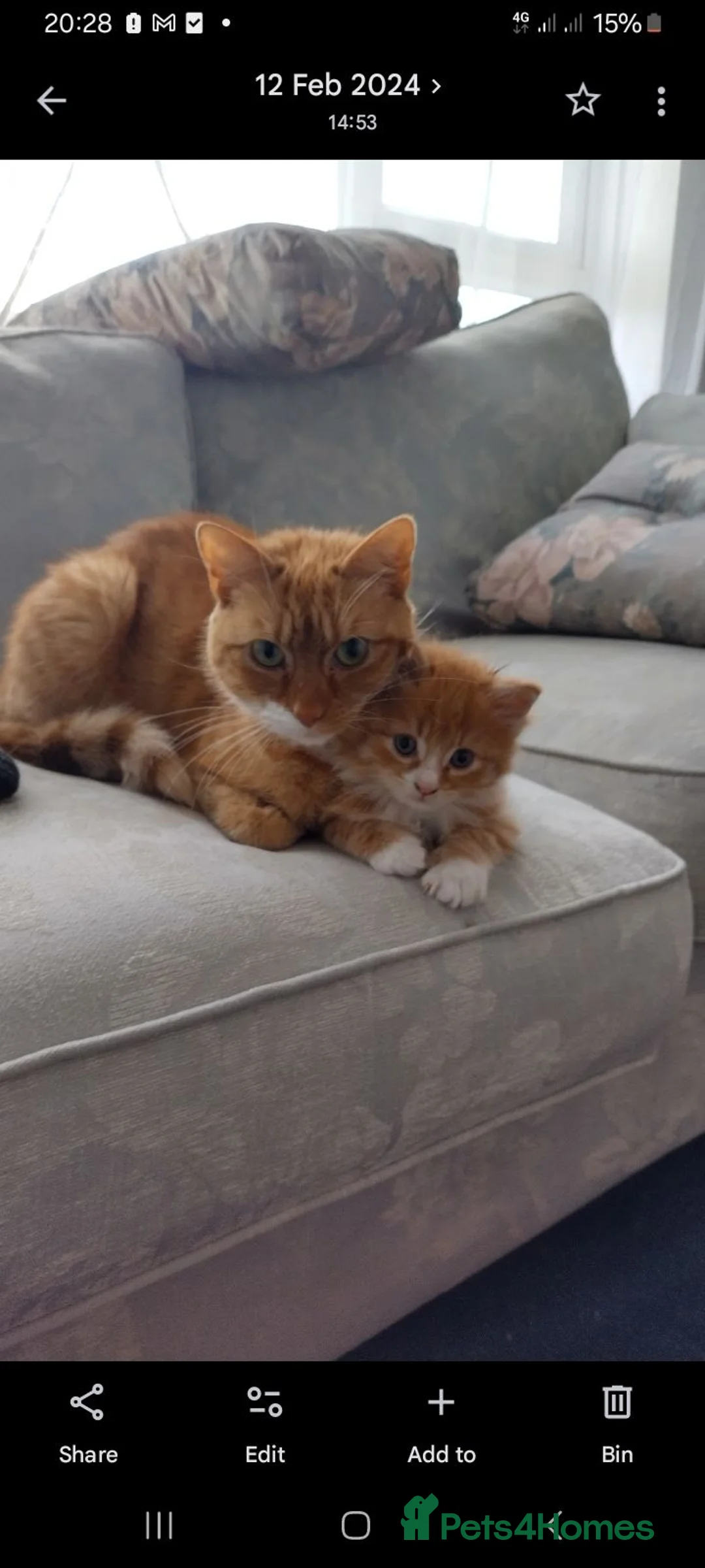 Mixed Breed cats for sale: Kittens mixed breed  - Advert 2