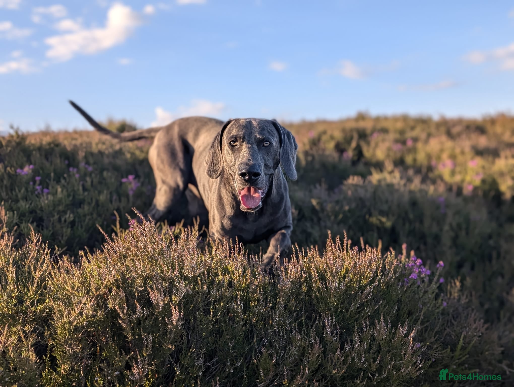 Weimaraner dogs Blue Weimaraner for Stud - Advert 1