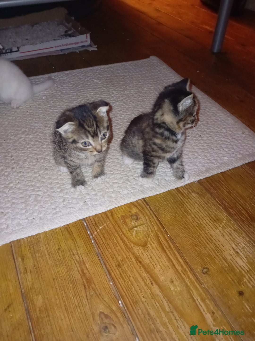 Scottish Fold cats for sale: Scottish Fold Tabby Kittens - Advert 3