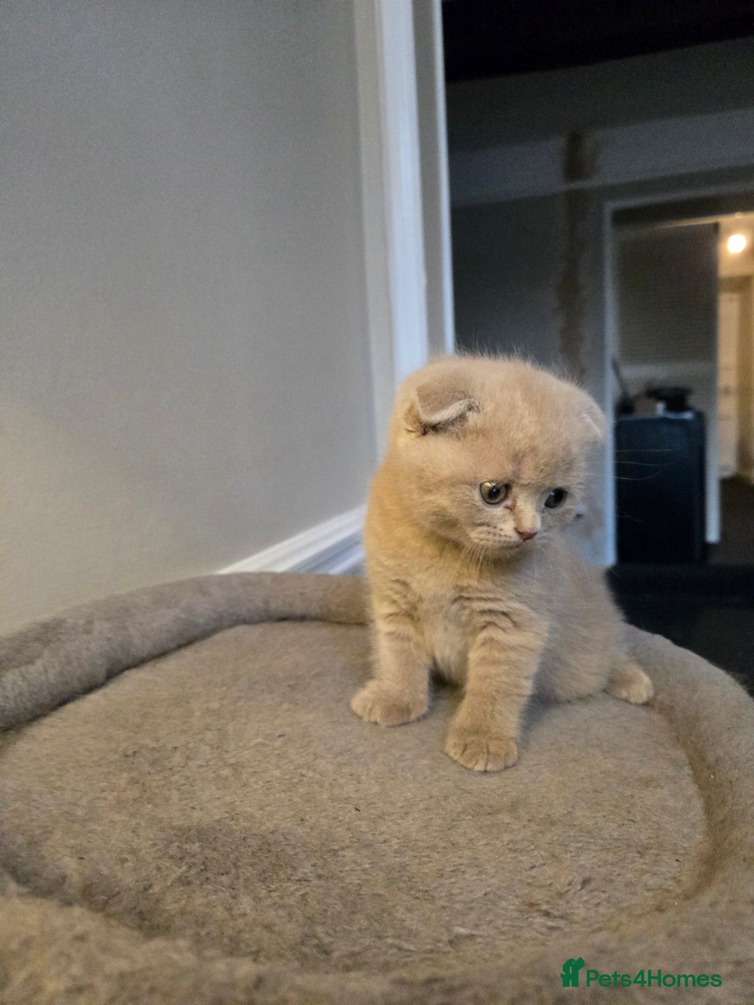 British Shorthair cats for sale: 3 British Blue / Scottish Fold kittens - Image 2