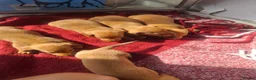 Dachshund dogs for sale: Dashonds - Advert 7