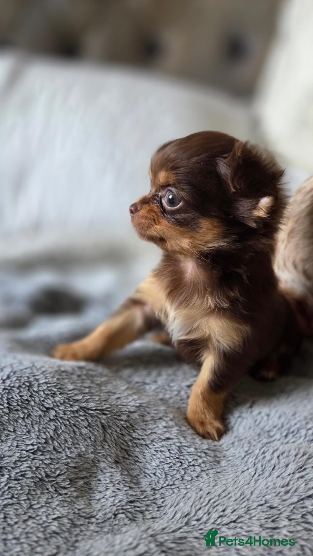 Chihuahua dogs Last 2 Beautiful Top Quality Tiny Chihuahua Pups - Advert 14