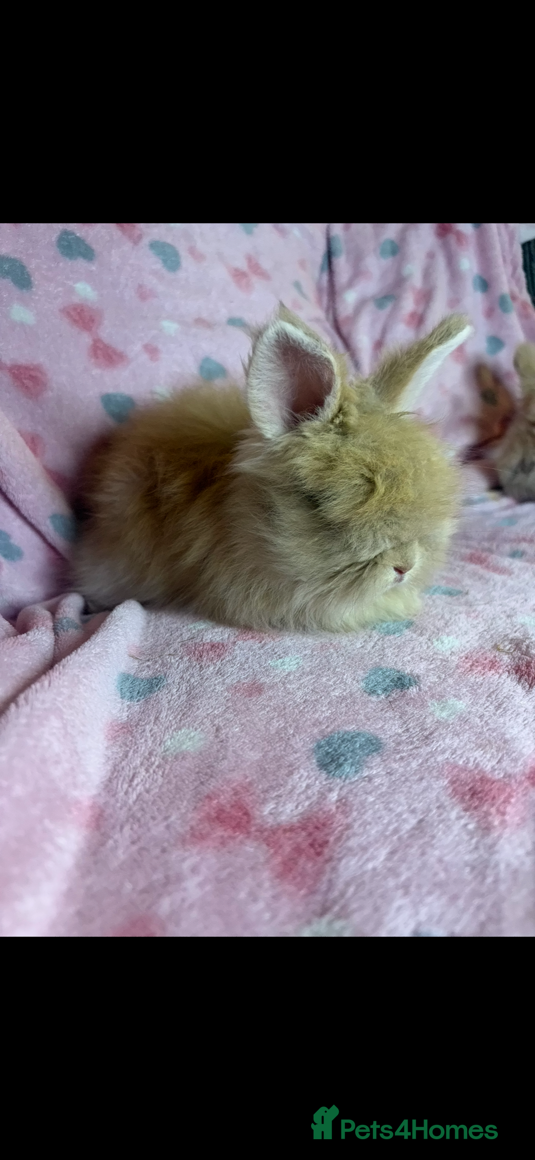 Angora rabbits for sale: Gorgeous fluffy little angora baby bunnies - Image 16
