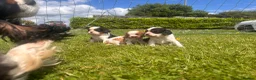Cavalier King Charles Spaniel dogs for sale: King Charles Cavalier pups  - Advert 6