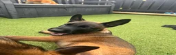 Belgian Shepherd Dog dogs for sale: Stunning Belgian Malinois pups 1 boy - Advert 22