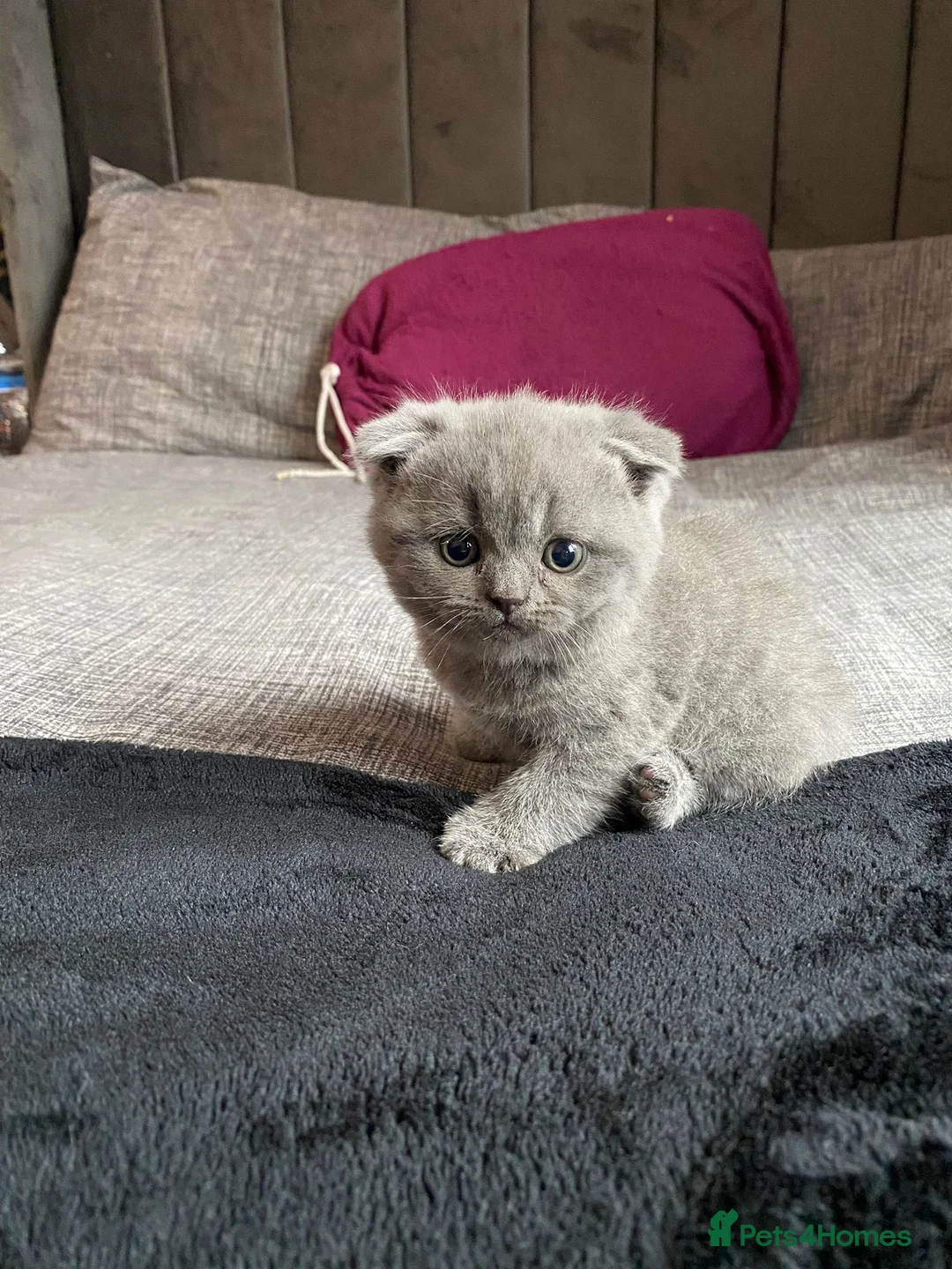 British Shorthair cats for sale: British short hair kitten  - Advert 1