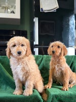 Mixed Breed dogs - Advert 6