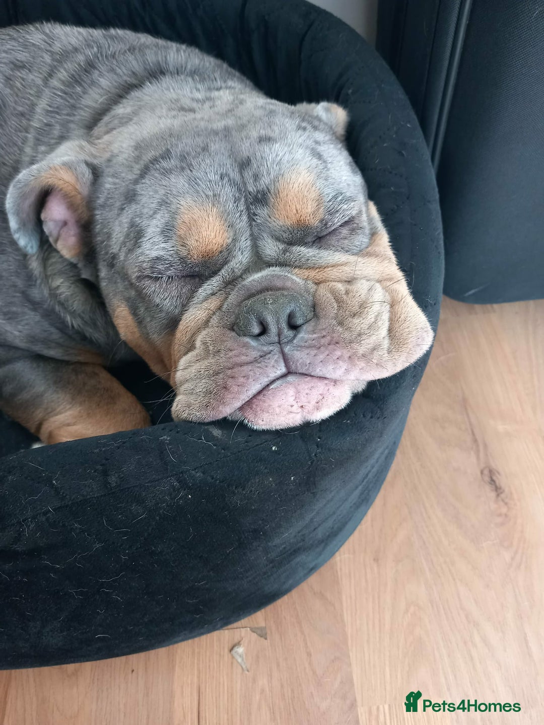 English Bulldog dogs for sale: English bull dog  - Advert 4