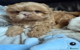 Shih Tzu dogs for sale: Stunning Shih Tzu pups 2 boys - Image 4