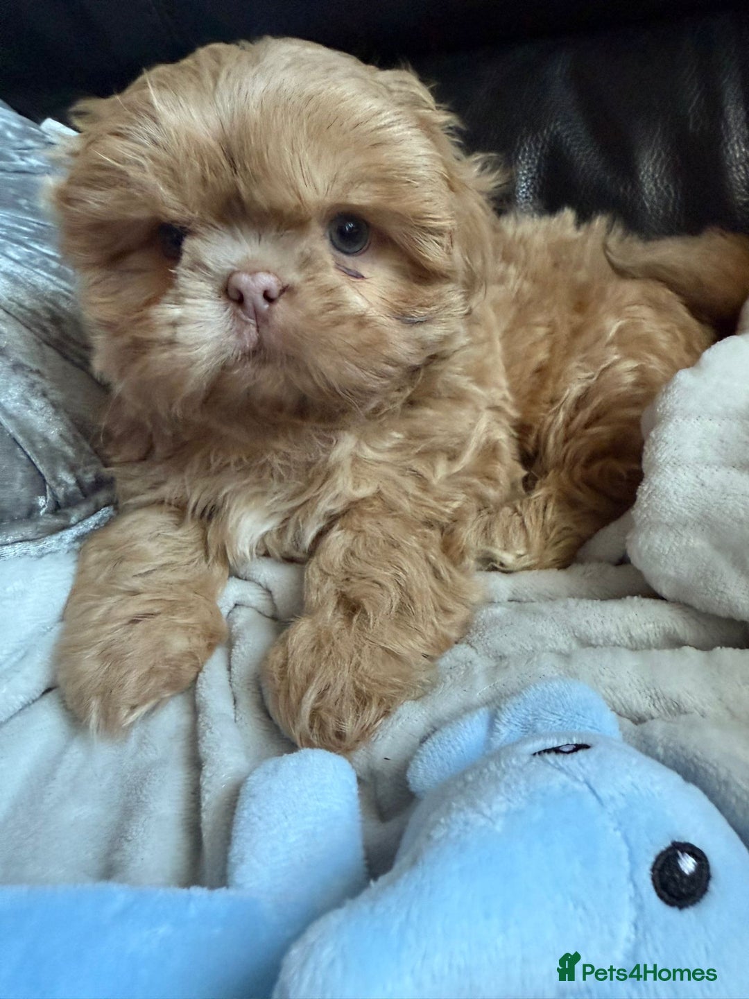 Shih Tzu dogs for sale: Stunning Shih Tzu pups 2 boys - Image 4
