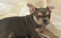 Mixed Breed dogs for sale: Beautiful female puppy ready today  - Image 32