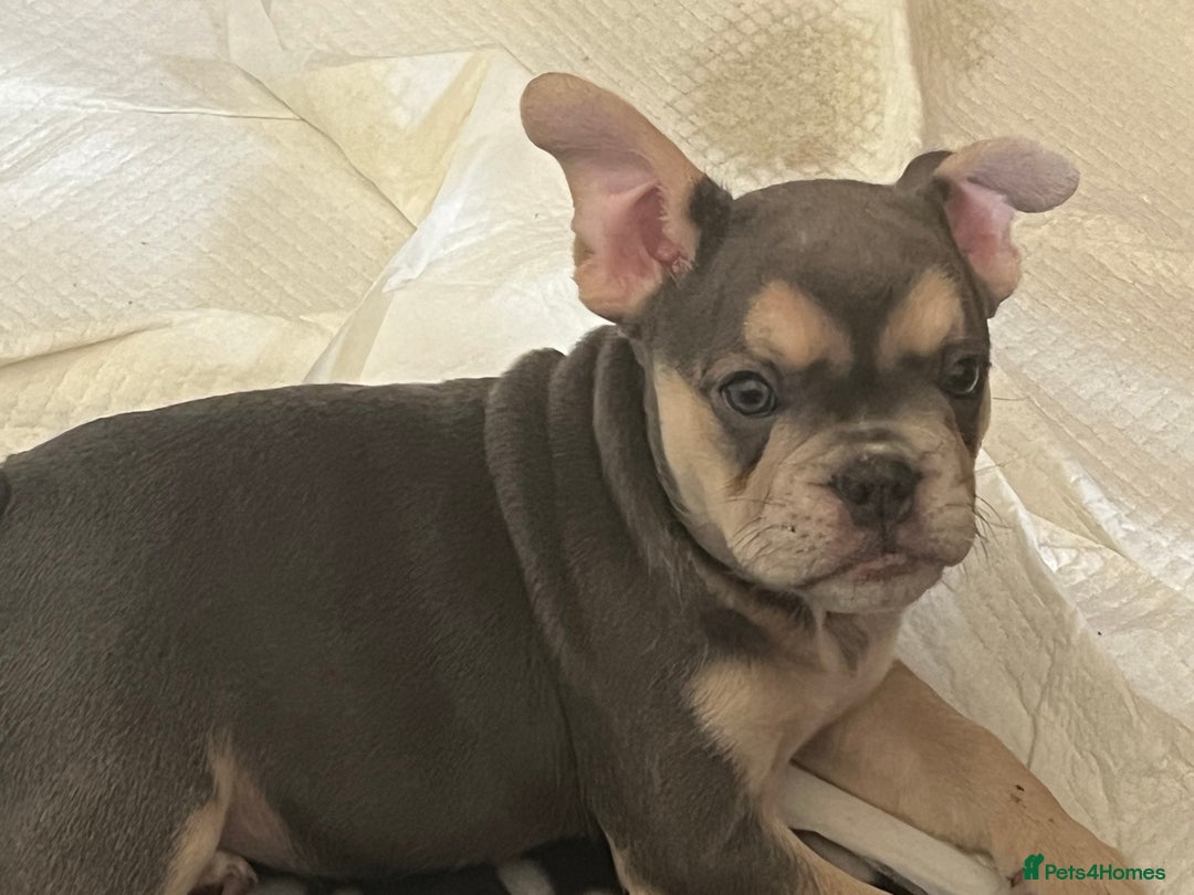 Mixed Breed dogs for sale: Beautiful female puppy ready today  - Image 32