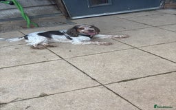 Cocker Spaniel dogs for sale: ⛔️In desperate need of a loving home⛔️ - Image 3