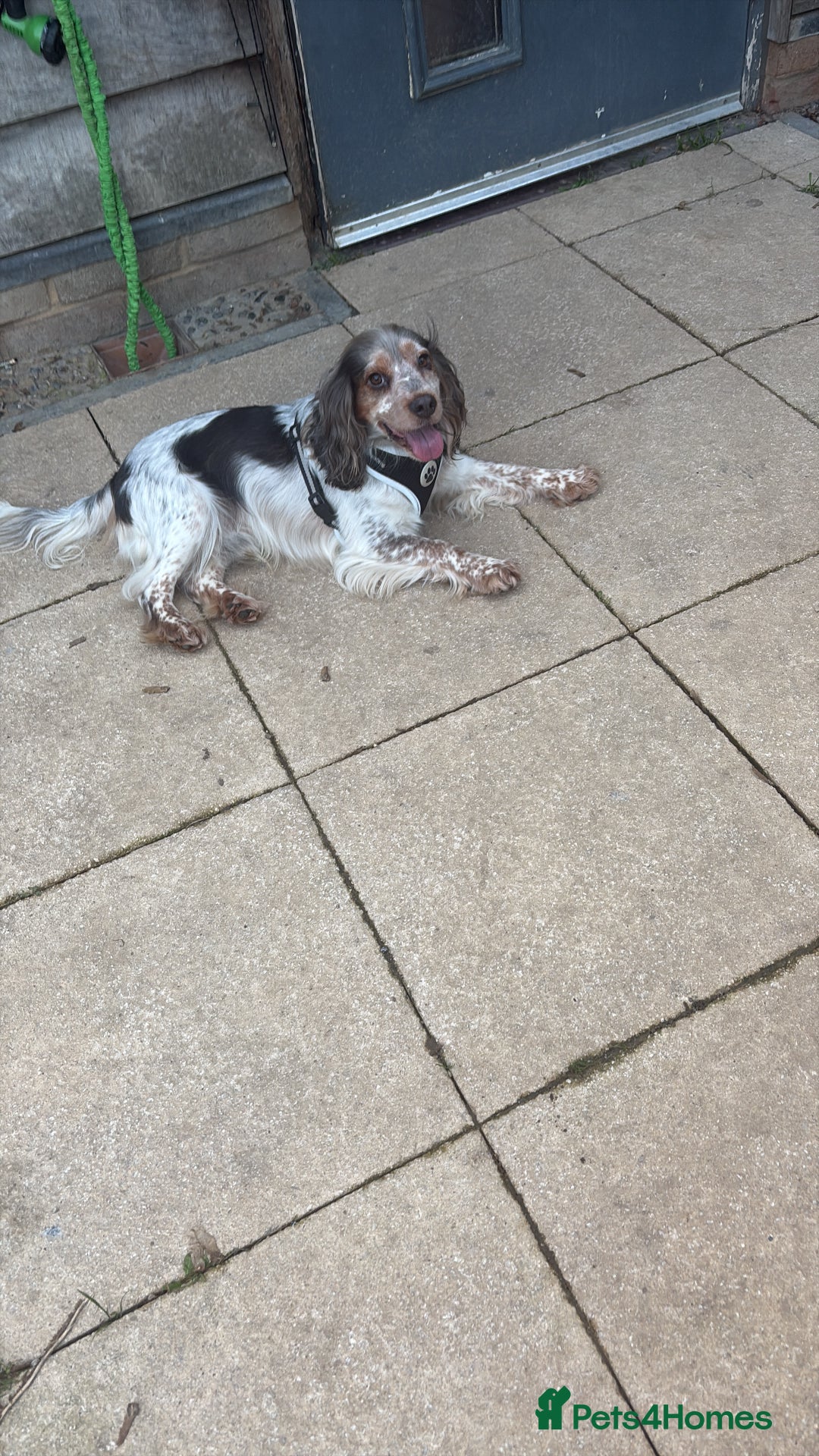 Cocker Spaniel dogs for sale: ⛔️In desperate need of a loving home⛔️ - Image 3