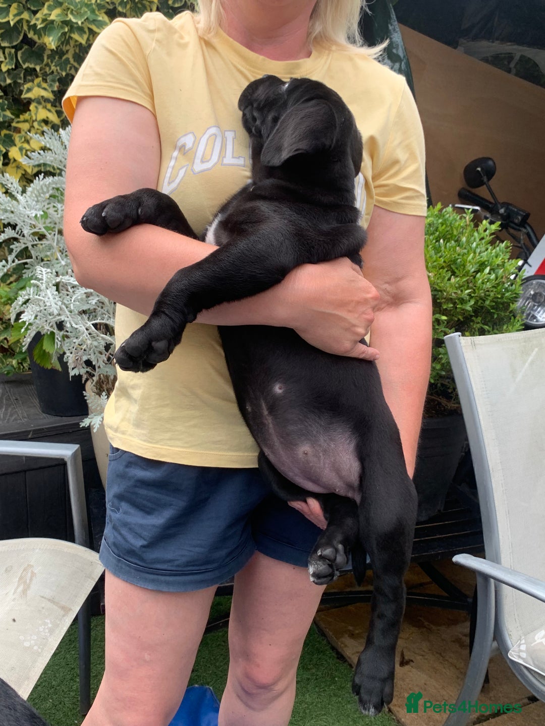 Cane Corso dogs for sale: Champion Lines Cane Corso puppies for sale - Image 12