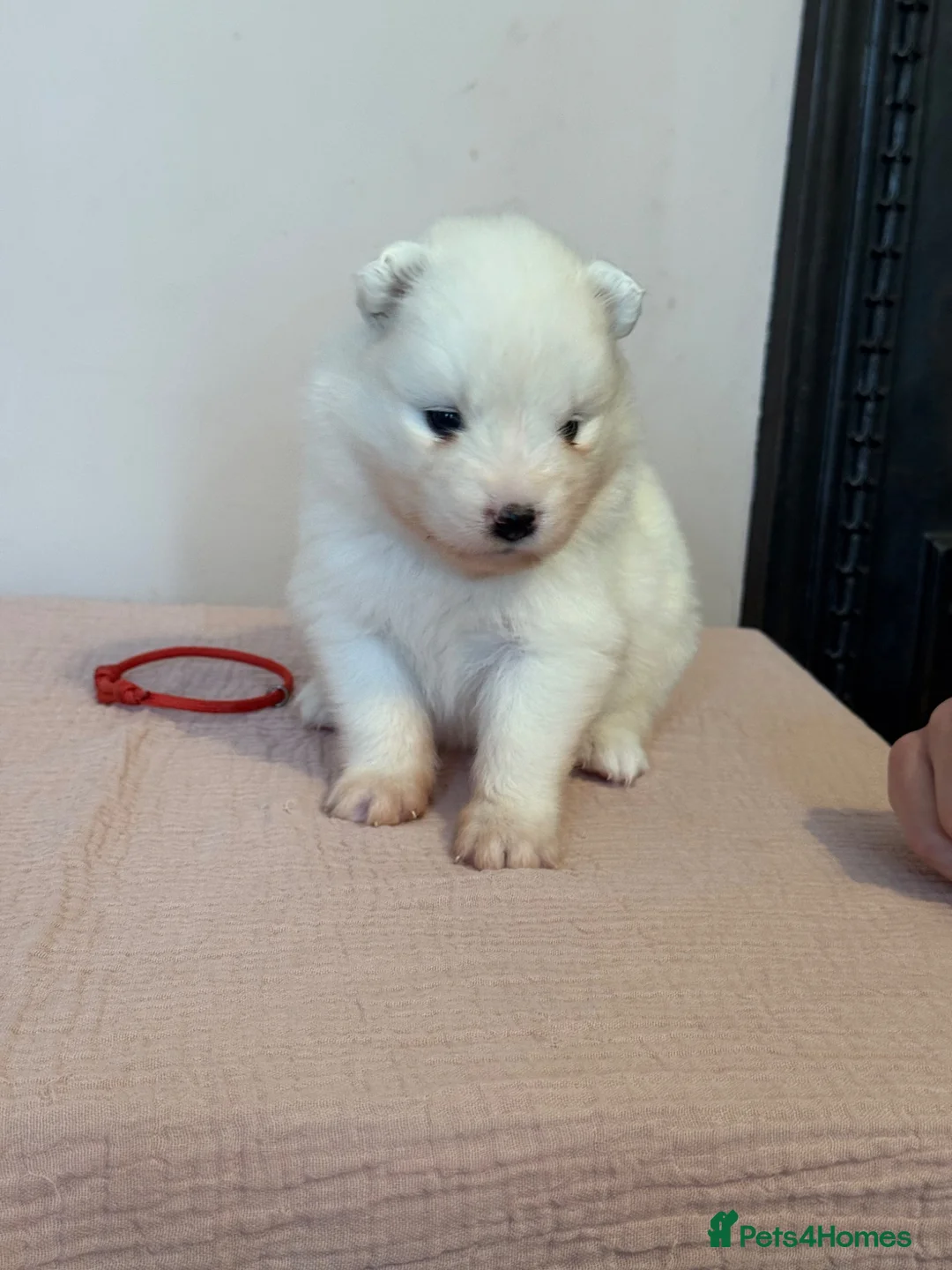 Samoyed dogs for sale: Beautiful bear-faced Samoyeds from homebred litter - Advert 5
