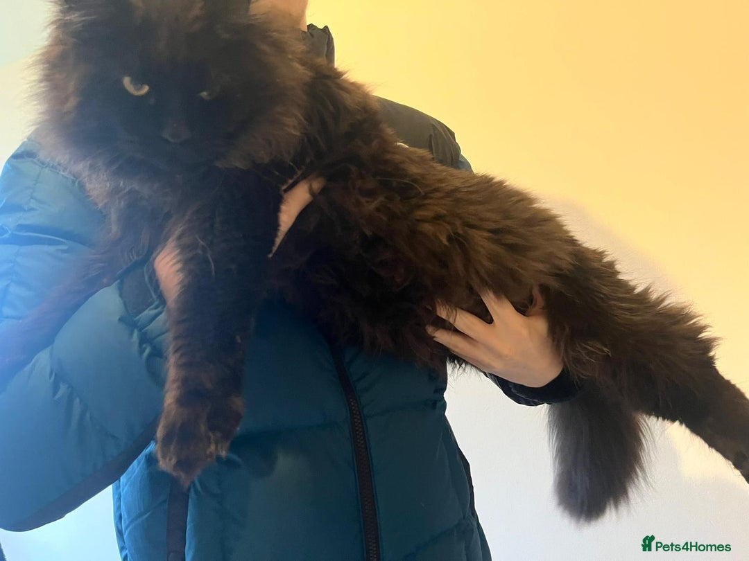 Maine Coon cats for sale: Maine coon girls and boys - Image 6