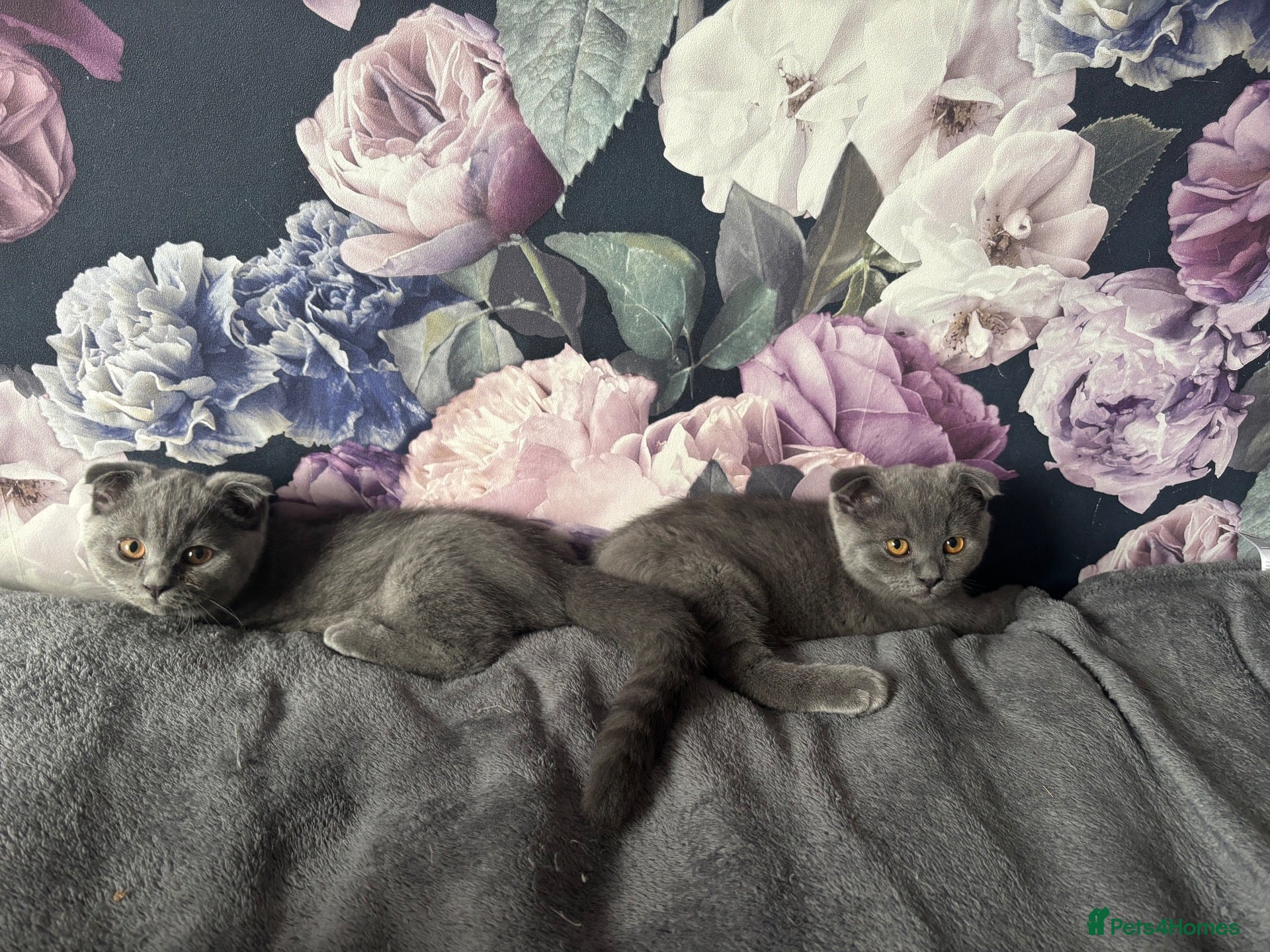 Scottish Fold cats Scottish fold and straight kittens - Advert 16