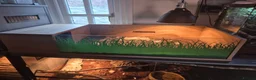 Mixed Breed reptiles for sale: Hermann tortoise and royal pythons - Advert 4