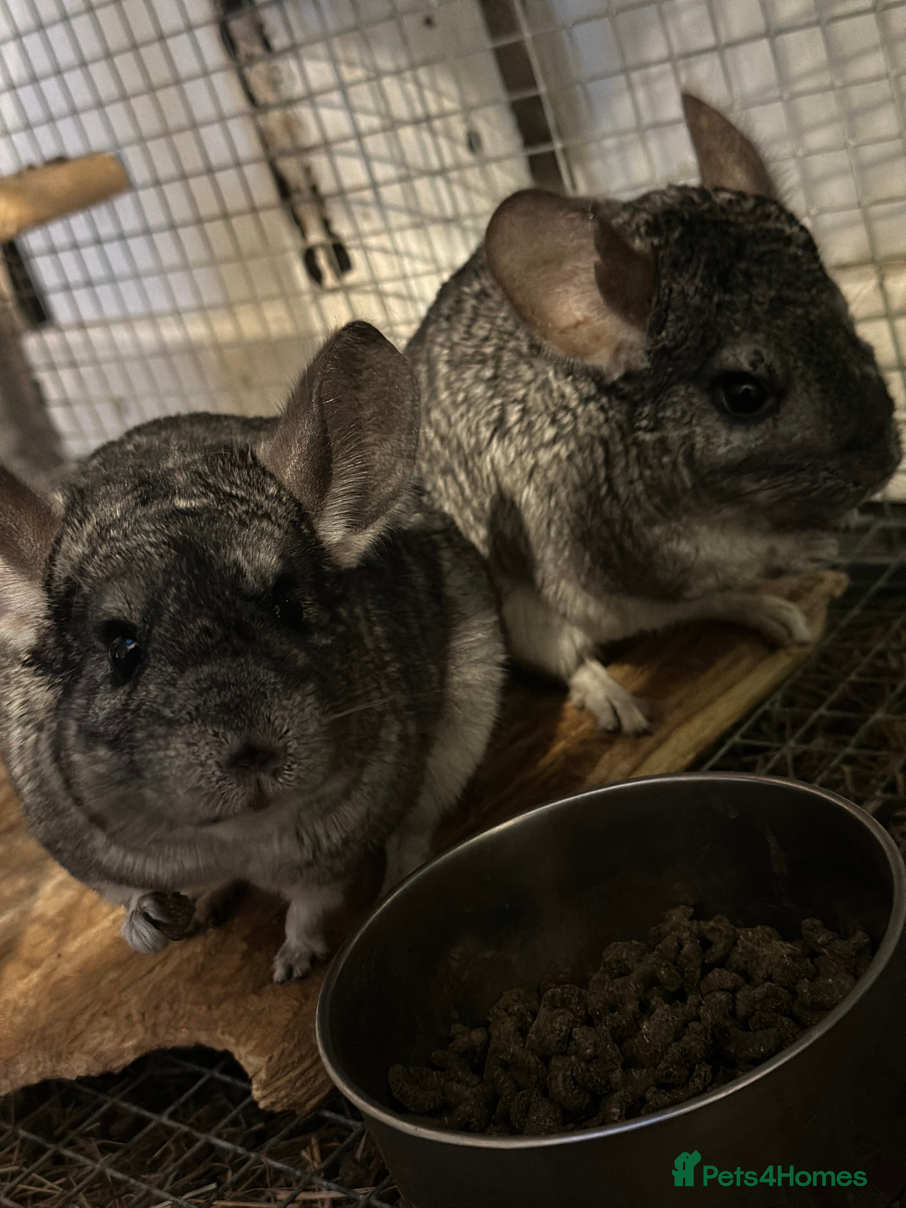 Chinchilla rodents Two beautiful females chinchillas for sale - Advert 4
