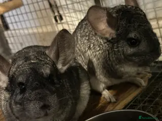 Chinchilla rodents Two beautiful females chinchillas for sale - Advert 2