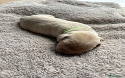 Labrador Retriever dogs for sale: Beautiful litter of kc registered labrador  - Image 4