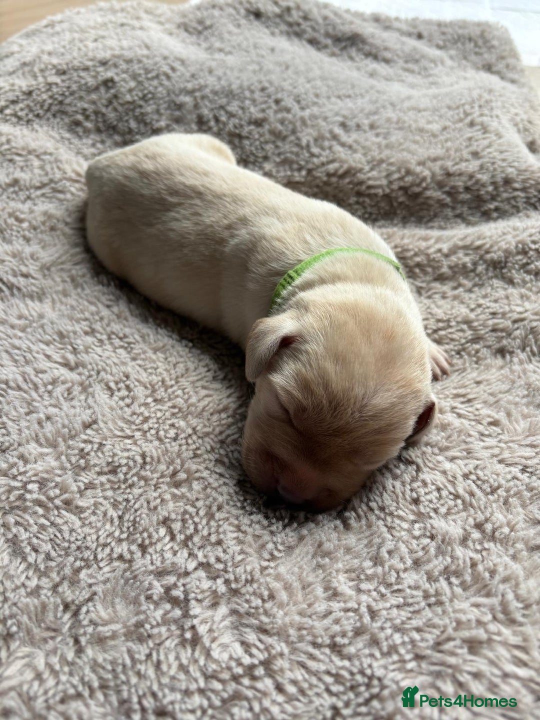 Labrador Retriever dogs for sale: Beautiful litter of kc registered labrador  - Image 4