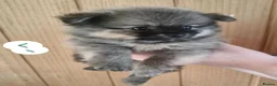 Pomeranian dogs for sale: 🐾 🐾 Adorable Pomeranian Puppies Ready Now 🐾🐾 - Advert 8