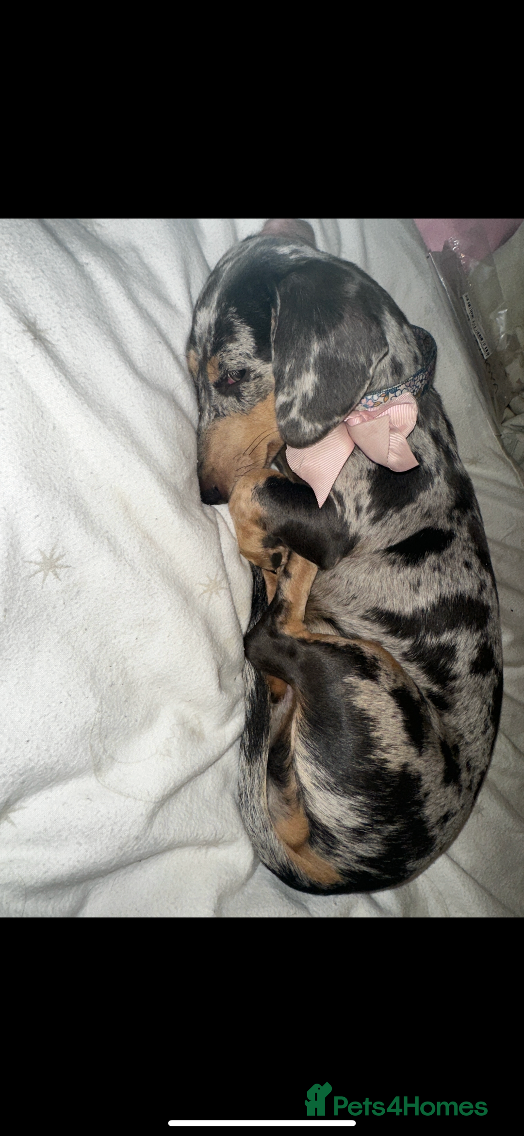 Miniature Dachshund dogs for sale: dotty, blue dapple miniature dachshund - Advert 3