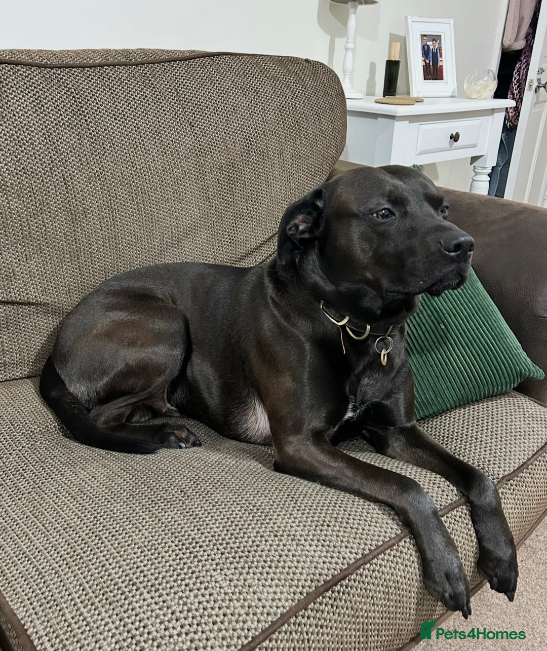 Mixed Breed dogs for sale: Dexter 6 year old staffy/lab  - Advert 3