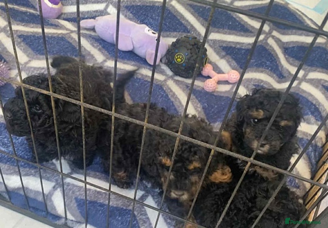 Standard Poodle dogs for sale: Phantom poodles - Image 5