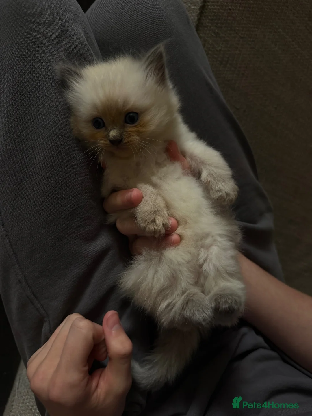 Mixed Breed cats for sale: Rag doll 3/4  - Advert 7