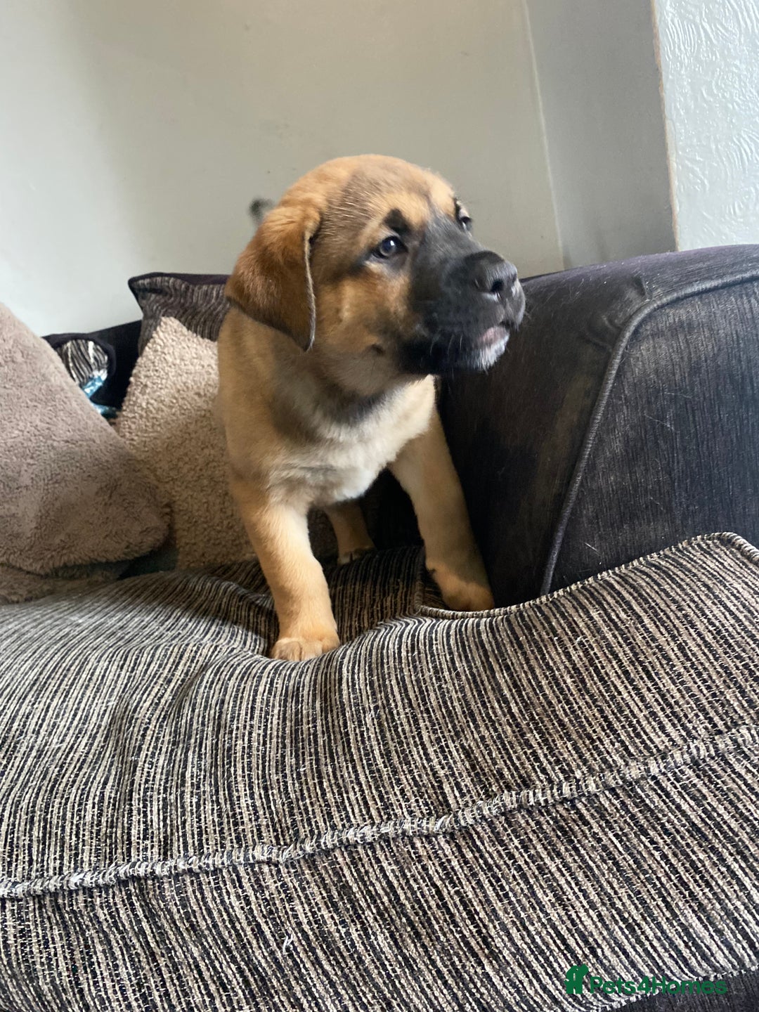 Mixed Breed dogs for sale: Rottweiler x Akita puppy  - Image 8
