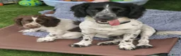 Cockapoo dogs for sale: COCKER SPANIEL 3 boys left. - Advert 6