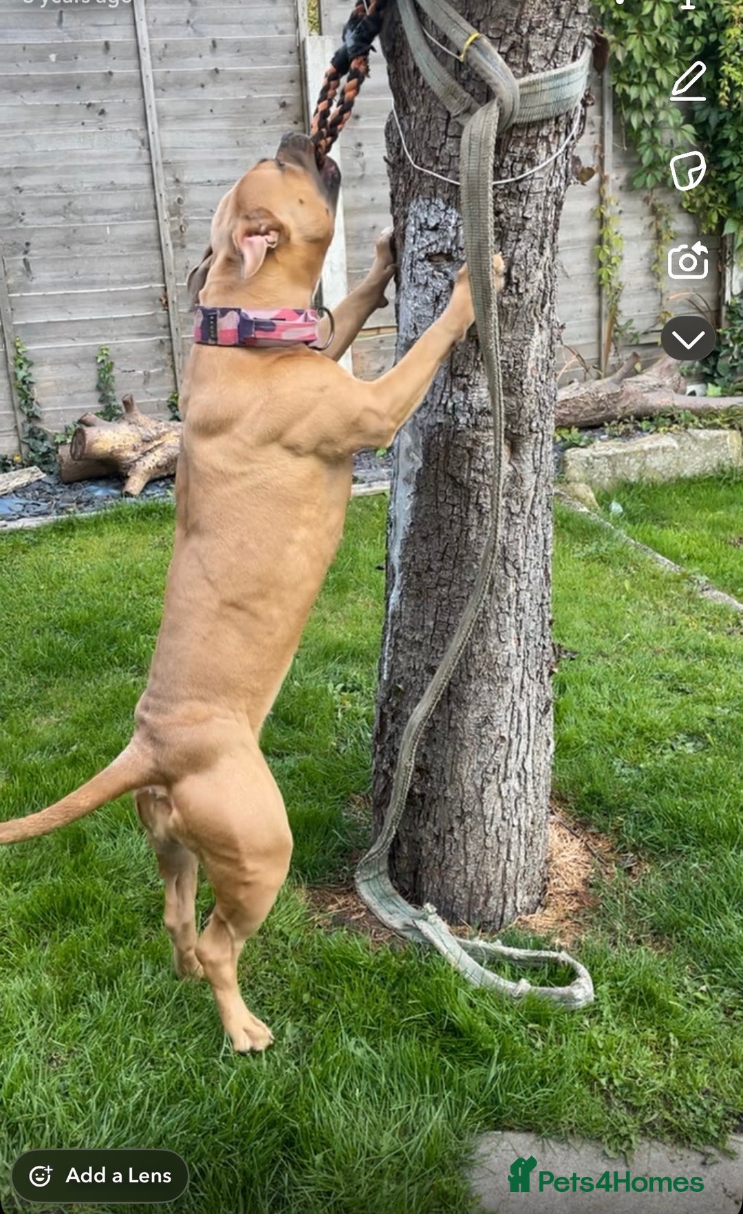 Mixed Breed dogs for sale: Puppy’s available  - Image 13