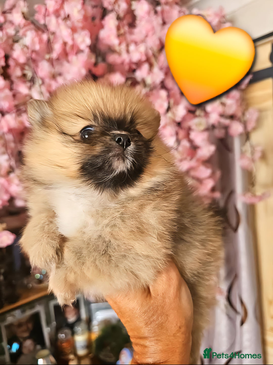 Pomeranian dogs for sale: Waaaaw #SUPERB #POMERANIAN's - Image 13