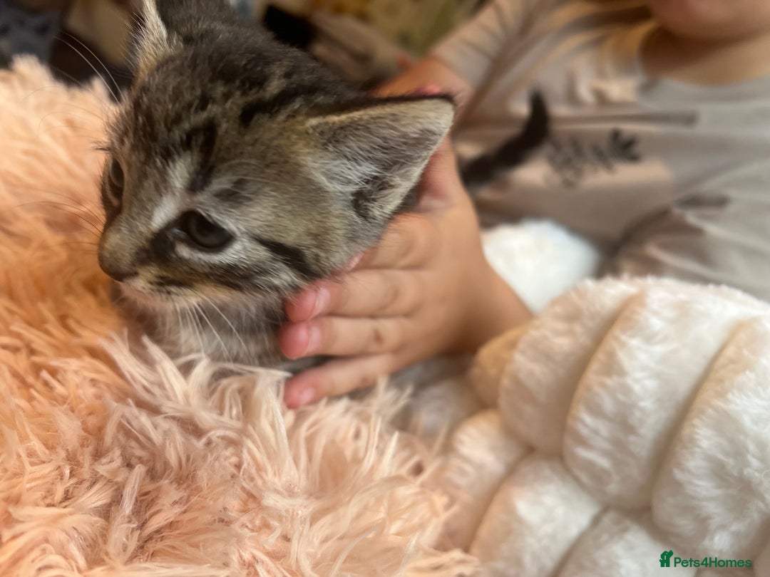 Mixed Breed cats for sale: 4 kittens for sale  - Image 8