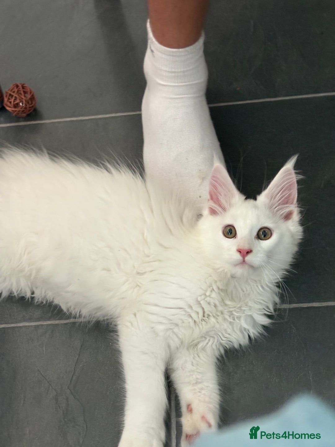 Maine Coon cats for sale: Stunning Pedigree Pure White Maine Coon Kitten - Image 4