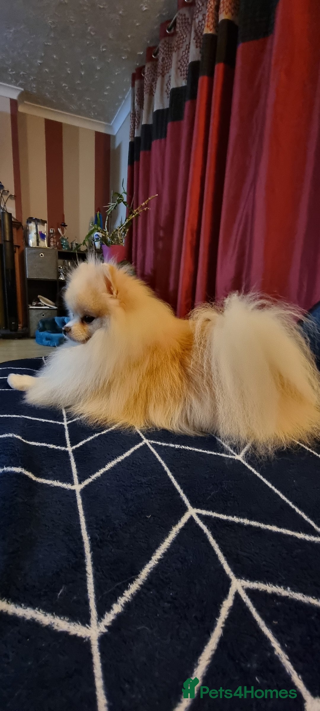 Pomeranian dogs for stud: KC Stunning coat Cream boy for stud  in Borehamwood - Advert 6