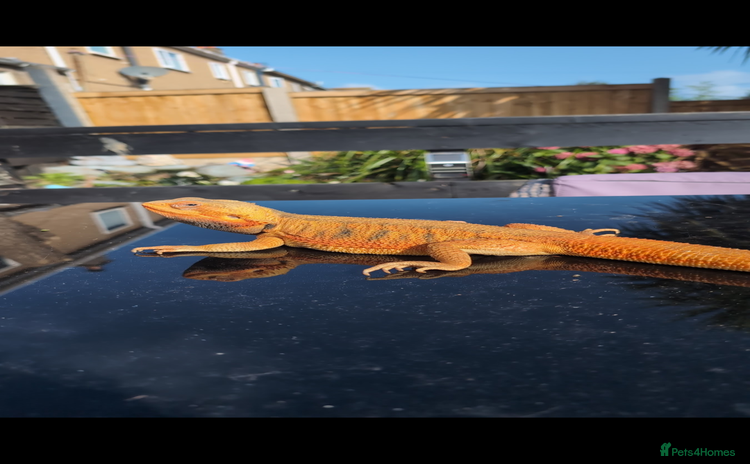 Bearded Dragon reptiles - Advert 4