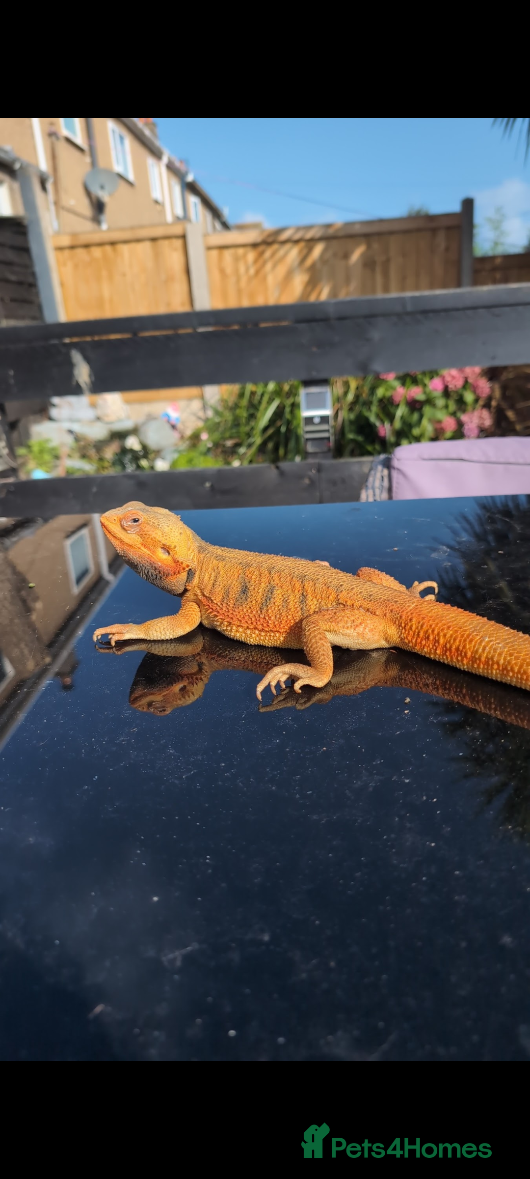 Bearded Dragon reptiles for sale: Bearded Dragon - Image 1