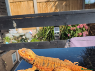 Bearded Dragon reptiles - Advert 6