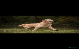 Golden Retriever dogs for sale: Stunning golden retriever puppies   - Image 5