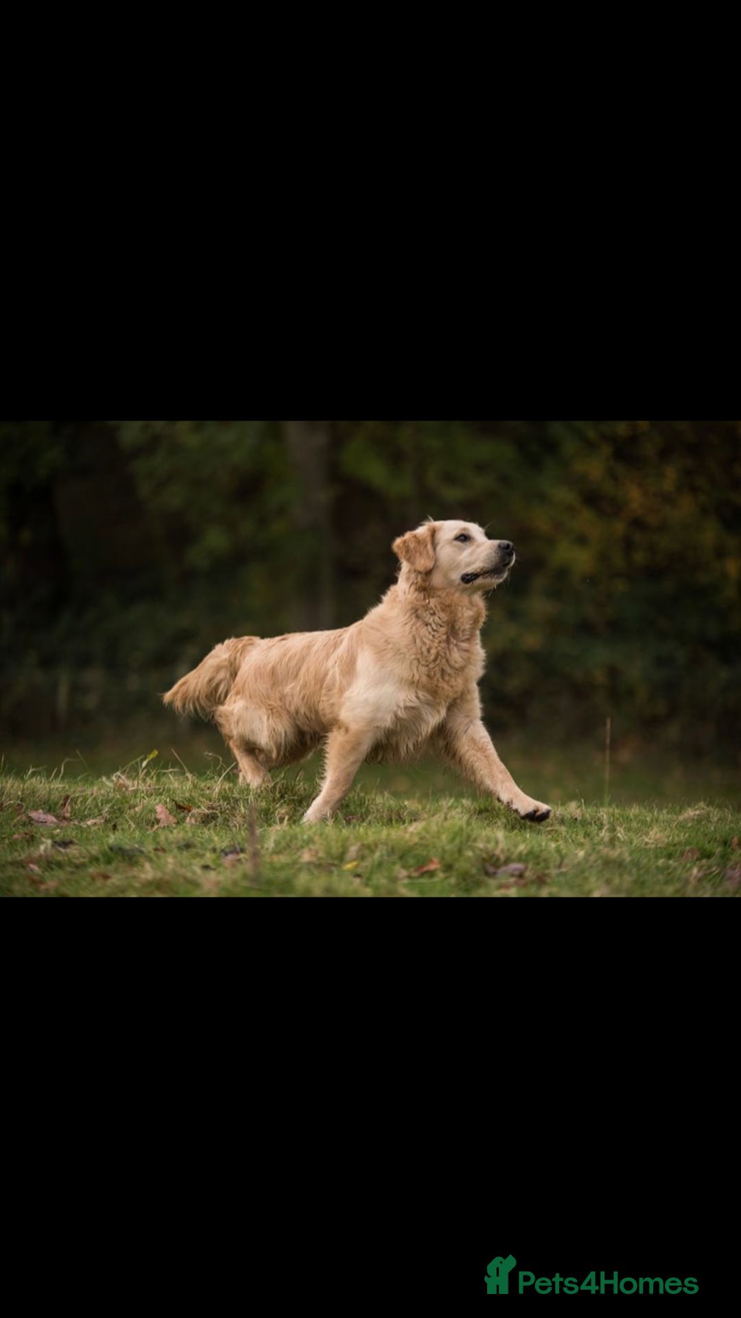 Golden Retriever dogs for sale: Stunning golden retriever puppies   - Image 5